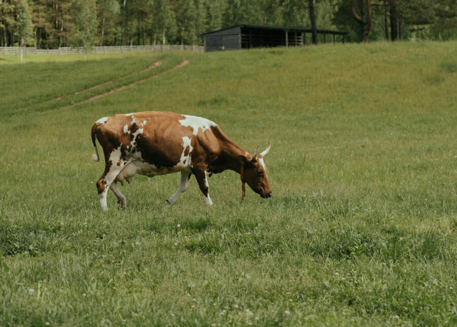 Naslovna - Dairy4climate 